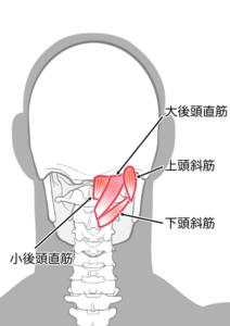 後頭下筋群