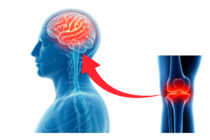 脳と膝痛